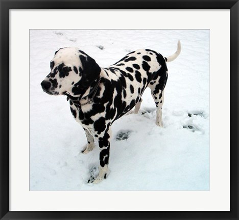 Framed Dalmatian in Snow Print