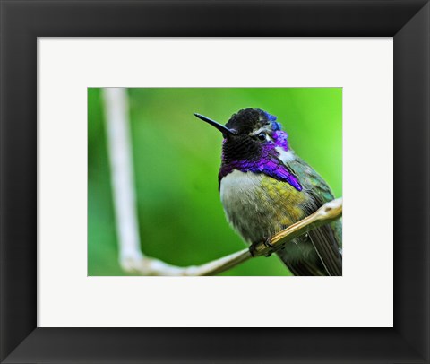 Framed Hummingbird I Print