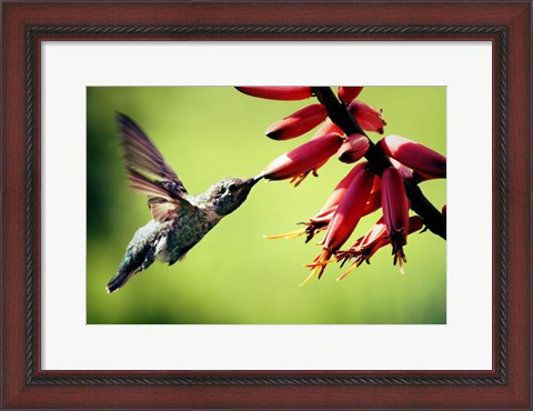 Framed Hummingbird Canon Print