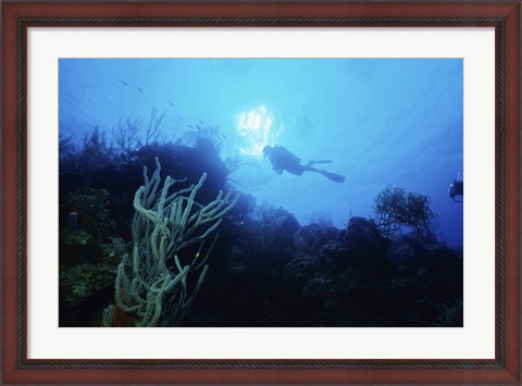 Framed Low angle view of a scuba diver swimming underwater, Belize Print