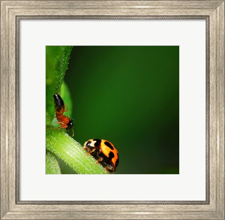 Framed Ladybug and Friend Print