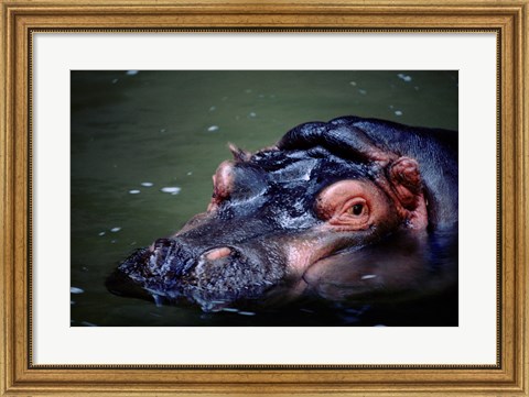 Framed Close-up of a hippopotamus in water (Hippopotamus amphibius) Print
