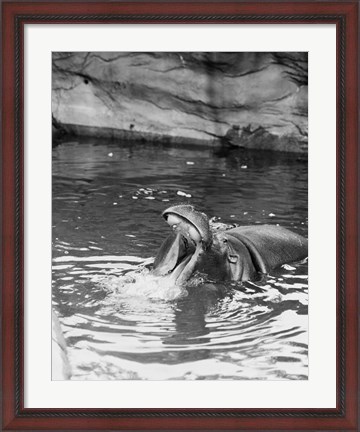 Framed Hippopotamus (Hippopotamus amphibius) in water Print