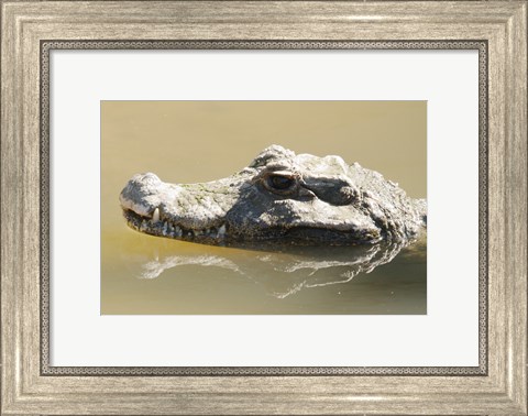 Framed Caiman Displaying Fourth Tooth Print