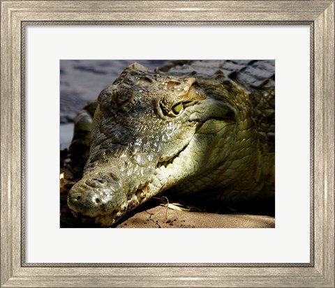 Framed Crocodile Print