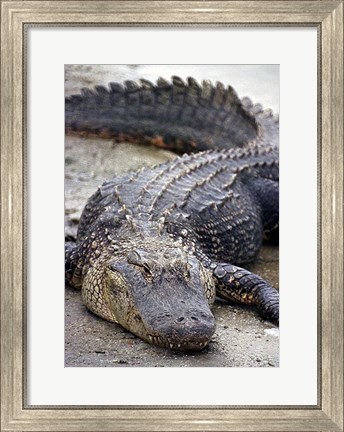 Framed Florida Alligator Print