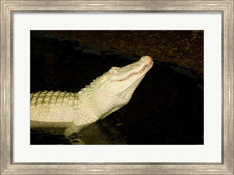 Framed Close-up of an American alligator in a lake Print