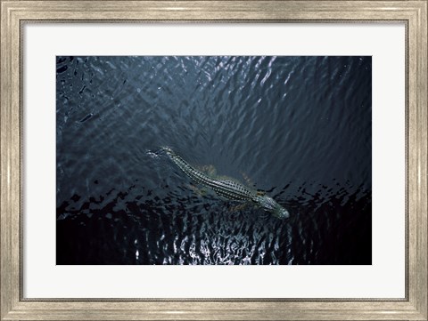 Framed American Alligator Print