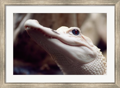 Framed Albino Alligator Print