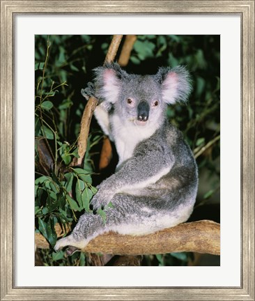 Framed Koala sitting on a tree branch, Lone Pine Sanctuary, Brisbane, Australia (Phascolarctos cinereus) Print