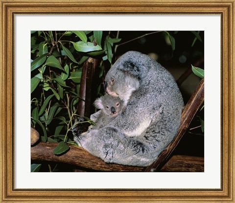 Framed Koala hugging its young, Lone Pine Sanctuary, Brisbane, Australia (Phascolarctos cinereus) Print