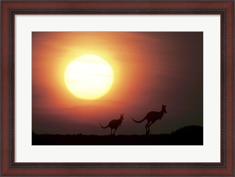 Framed Kangaroos Australia Print