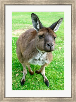 Framed Portrait of a kangaroo, Australia Print