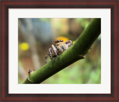 Framed Small Spider Print