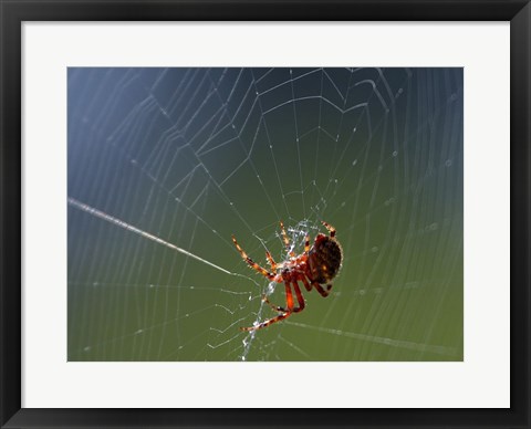 Framed Spider Spinning Its Web Print