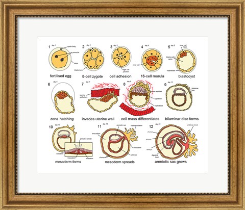 Framed Human Embryogenesis Print