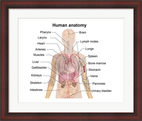 Framed Man shadow anatomy Print