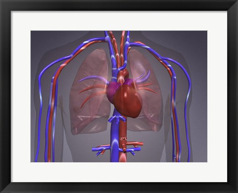 Framed Close-up of the circulatory system Print