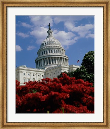 Framed Flowering plants in front of the Capitol Building, Washington, D.C., USA Print