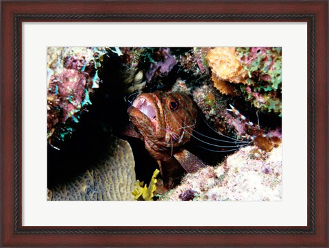 Framed Close-up of a grouper fish hiding, Bonaire, Netherlands Antilles Print