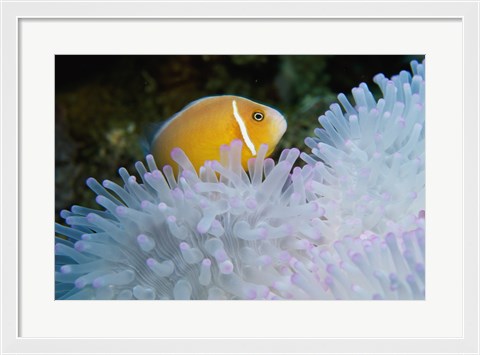 Framed Clown Fish, Nananu-I-Ra Island, Fiji Print