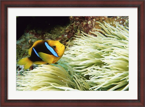 Framed Close-up of a Two-banded Clown fish swimming underwater, Nananu-I-Ra Island, Fiji Print