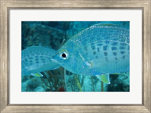 Framed Damselfish Print