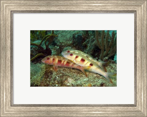 Framed Spotted Goatfish Print