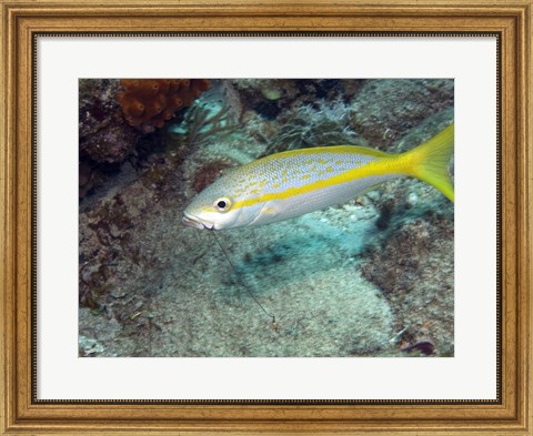 Framed Yellowtail Snapper Print