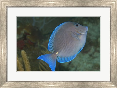 Framed Blue Tang Fish Print