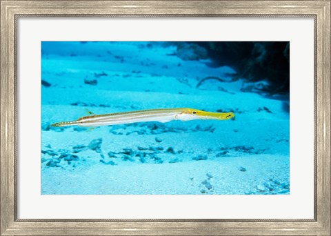 Framed Side profile of a Yellow Trumpet Fish swimming underwater Print