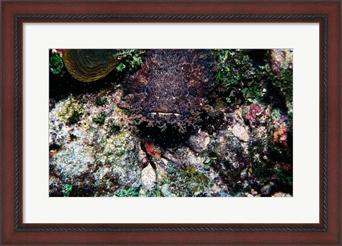 Framed High angle view of a toadfish Print