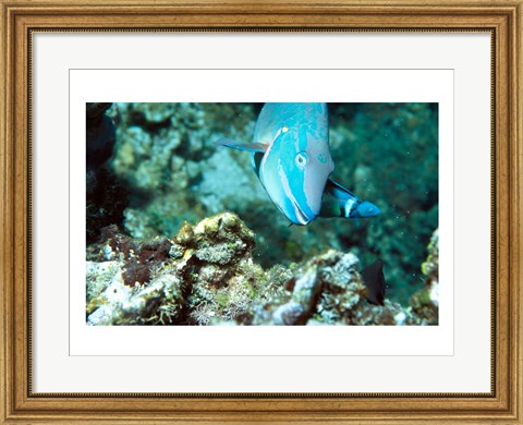 Framed Close-up of a Stoplight Parrotfish swimming underwater Print