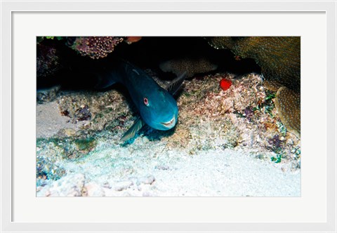 Framed Close-up of a parrotfish swimming underwater Print