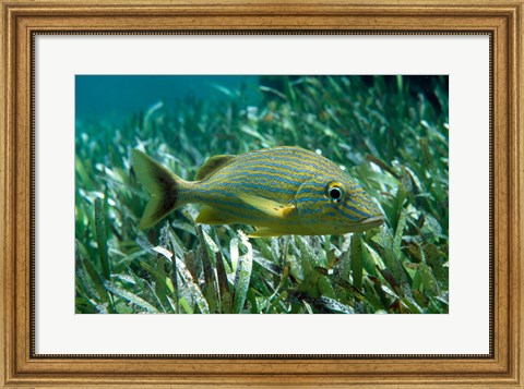 Framed Side profile of a Blue Striped Grunt Print