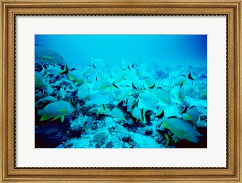 Framed School of Blue Striped Grunts swimming underwater, Belize Print