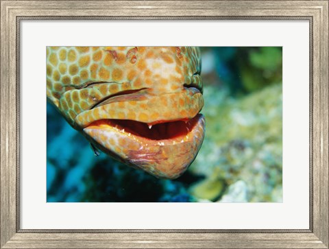 Framed Close-up of the mouth of a Juvenile Grouper, Belize Print