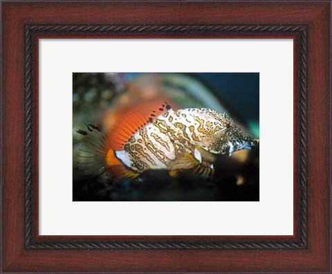 Framed Grunt Sculpin Print