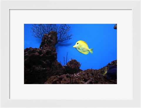 Framed YellowTang fish Print