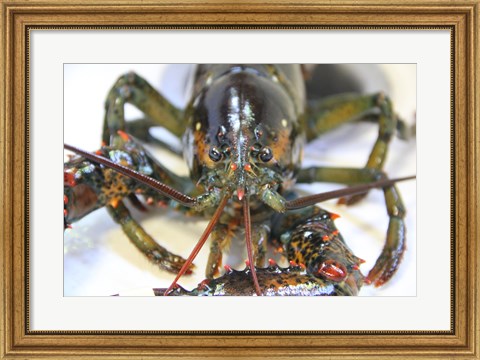 Framed Lobstah Print