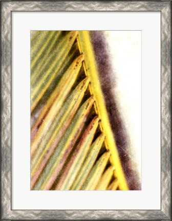 Framed Frond Study I Print