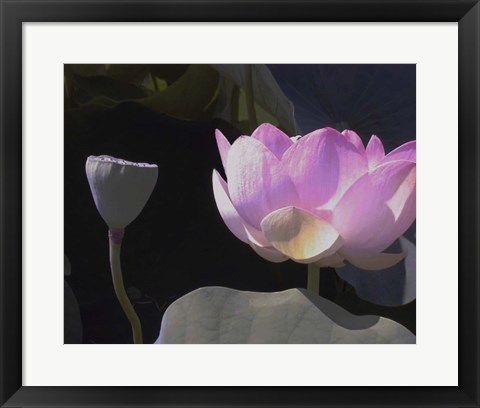 Framed Blushing Lotus III Print