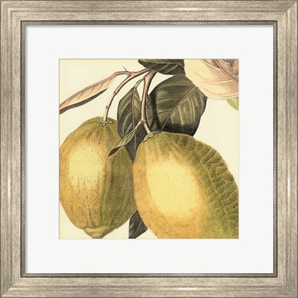 Framed Graphic Lemon Print