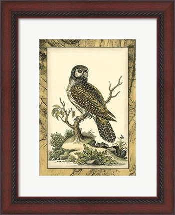 Framed Majestic Perch III Print