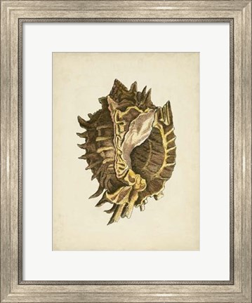 Framed Sealife Collection VI Print