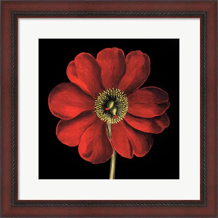 Framed Dramatic Blooms I Print