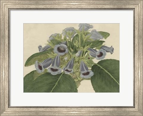 Framed Tropical Beauty IV Print