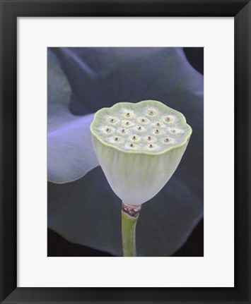 Framed Lotus Detail IX Print