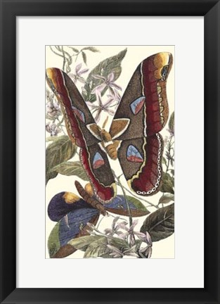 Framed Butterfly II Print