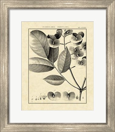 Framed Vintage Botanical Study V Print